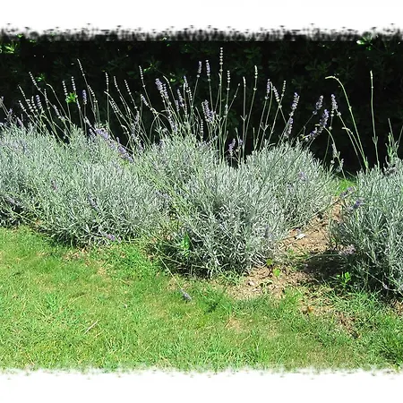 بيت شباب Oktarin Kaštela