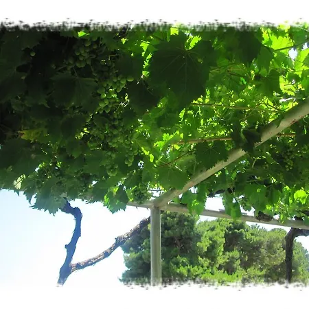 Oktarin بيت شباب